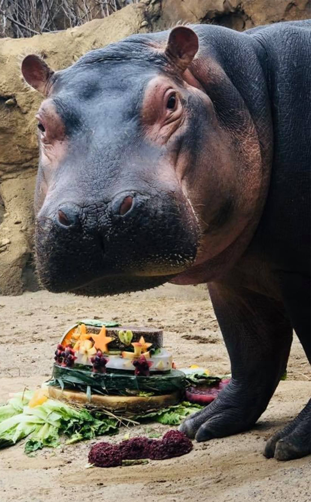 Fiona The Hippo S 3rd Birthday Celebration Is An Absolute Must See